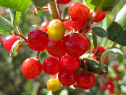 Image result for Rinorea ilicifolia