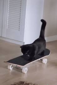 Smart Cat Learning Skateboard Lustige Kurzfilme Cat Kurzfilme Learning Lustige Skateboard Smart Cute Animals Cats Cute Funny Animals
