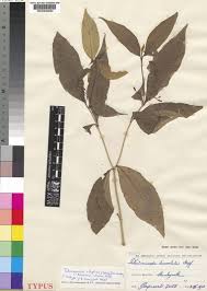 Image result for Tabernanthe