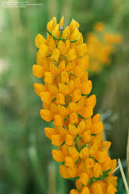 Pin On Garden California Native Wildflowers