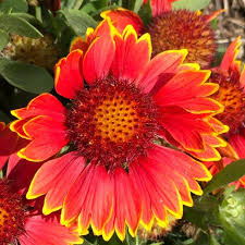 Image result for Halopegia