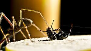 Typically associated with hotter climates, many people (especially those new to the region) are surprised to learn that black widows exist in washington state. The 11 Most Common And Deadly Spiders In The U S Survival Life