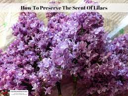 How To Preserve The Scent Of Lilacs Lilac Essential Oil Lilac Oils Diy Fragrance Oil