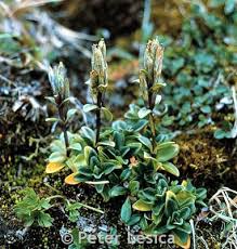Image result for Monsonia glauca