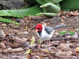 Maybe you would like to learn more about one of these? Yellow Billed Cardinal Paroaria Capitata