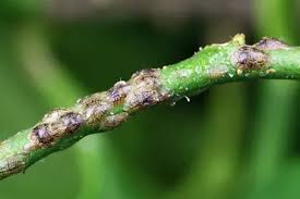 Image result for puklice na pokojových rostlinách obrázek