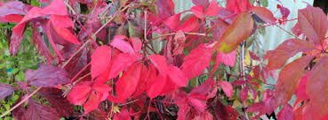 Image result for Parthenocissus quinquefolia