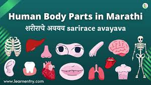 1.7 food produce (plant and animal). Human Body Parts Names In Marathi English Learn Entry