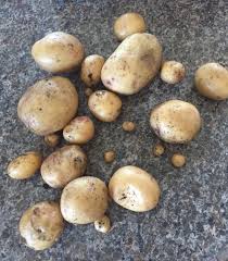 This fungal disease causes leaflets to die on one side of the branching stem. I Thought My Potato Plant Was Dying Because It Was Wilting Way Too Early So I Dug Up To See Pretty Happy For My First Try Gardening