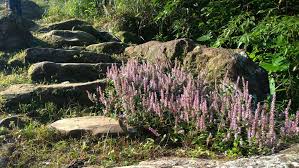 Image result for Platostoma sp. no. 2