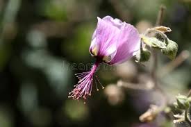 Image result for Abutilon longicuspe