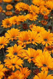 Image result for Arctotis