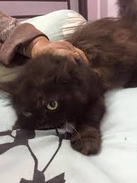 Kucing hewan persia hewan peliharaan potret lucu berbulu manis kucing domestik. Harga Turun Ibu Kucing Parsi Utk Kucing Parsi Utara Facebook