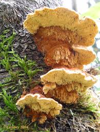 Image result for Pycnoporellus alboluteus