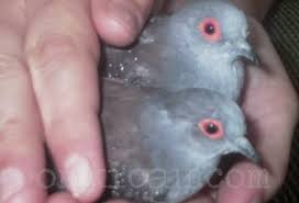 Namun jika diperhatikan secara teliti, seekor burung perkutut jantan dapat dibedakan dengan mudah dari perkutut betina. Ciri Perkutut Jantan Dan Betina