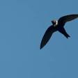 White-collared swift
