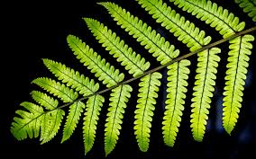 Image result for Pneumatopteris