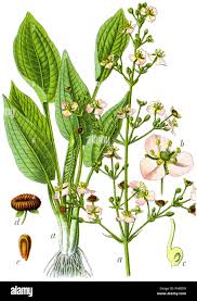 Image result for Alisma plantago-aquatica