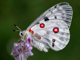 Image result for Parnassius apollo