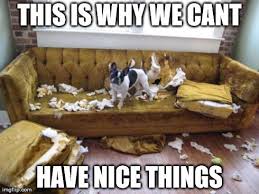 11 Dog Memes This Is Why We Can T Have Nice Things Puppy Leaks Dog Memes Funny Dogs Funny Dog Pictures