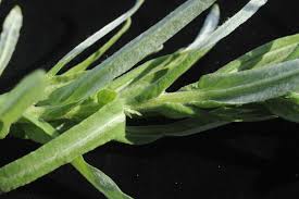 Image result for Helichrysum lastii