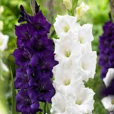 Gladioli Black Velvet J Parker Dutch Bulbs Gladiolus Purple Garden Blue And Purple Flowers