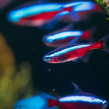 Jual aquascape harga murah distributor dan toko beli online harga aquascape, apabila anda hobi. Harga Ikan Aquascape Terbaik Hobi Koleksi Agustus 2021 Shopee Indonesia