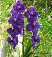 Blue Orchid Blue Orchid Flower Orchids Orchid Flower
