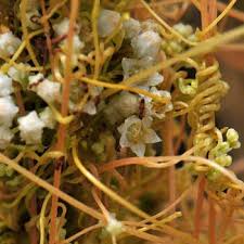 Image result for Cuscuta australis