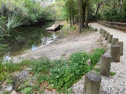 Image result for Alafia caudata