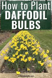 Easy To Grow Fall Bulbs For A Beautiful Spring Garden Trillium Living Daffodil Bulbs Daffodils Fall Bulbs