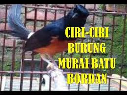 Namun yang paling signifikan adalah motif ekor burung. Terbongkar Cara Mengenali Dan Membedakan Burung Murai Batu Bordan Asli Atau Palsu Youtube