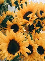 Maybe you would like to learn more about one of these? Linda S Favorite Sunflower Wallpaper Sunflowers Background Yellow Aesthetic Pastel