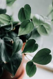 Heartleaf Philodendron Philodendron Scandens Oxycardium Houseplant Academy Houseplant Courses And Education For The Indoor Plant Person Plants Philodendron Plant House Plant Care