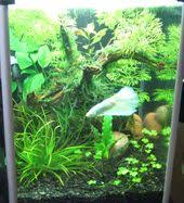 Pin By Mary Murphy On Fresh Water Plant Tanks Betta Tank Aquarium Fish Tank Betta Aquarium
