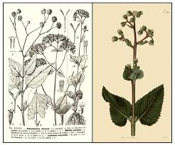 Image result for Adenostemma viscosum