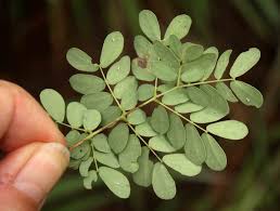 Image result for Acacia goetzei