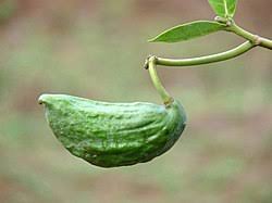 Image result for Calotropis gigantea