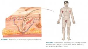 5 The Integumentary System. - Ppt Download