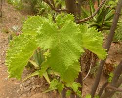 Image result for Obetia