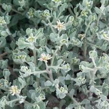 Image result for Leucosphaera bainesii