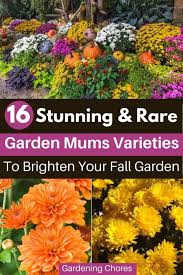 Green mums flowers for sale. 16 Types Of Chrysanthemum Flowers For Fall Color To Your Garden