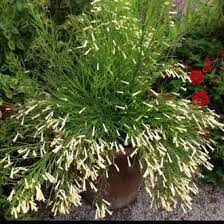 Aneka patung klasik gaya bali. Jual Tanaman Hias Gantung Bunga Air Mancur Bunga Putih Di Lapak Hts Bukalapak