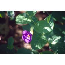 Image result for Thunbergia battiscombei