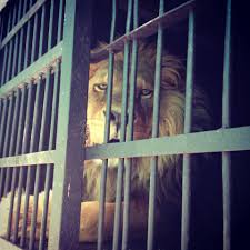 Pet store — englewood, arapahoe county, colorado, united states, found 7 companies. It S Basically Legal For Mexican Narcos To Buy Lions Cheetahs And Other Exotic Pets