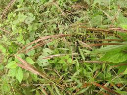 Image result for Microstegium fasciculatum