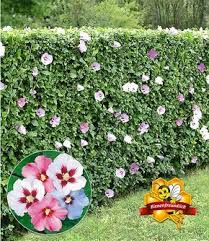 Hibiskus Hecke 10 Pflanzen Hibiskus Hecke Hecke Pflanzen Hibiskus
