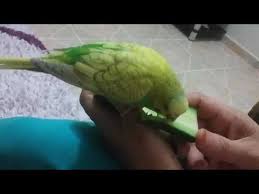 Muhabbet Kusu Salatalik Yer Mi Youtube