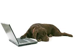Download and use 30,000+ desktop wallpaper stock photos for free. Photos Laptops Retriever Cane Corso Dog Animals