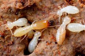 Industry:disinfecting/pest services, pest control, exterminating & pest control svcs. Pest Control Gulf Shores Al